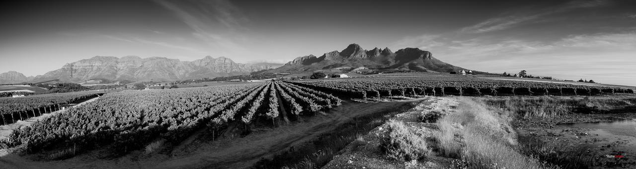 Rosenview Guest House Stellenbosch Luaran gambar